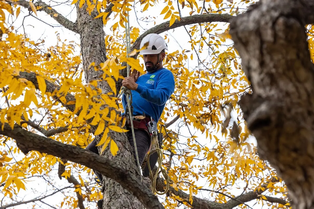 Skilled Storm Damage Cleanup crew working in Maybell